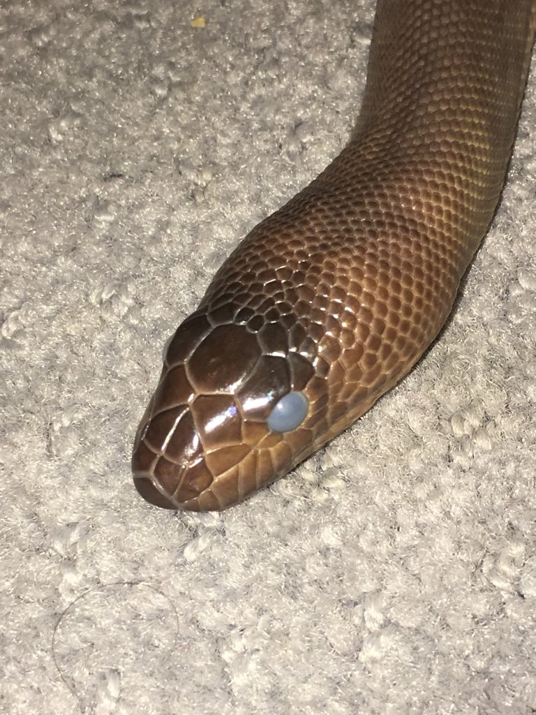 Woma Python Help (eyes) | Aussie Pythons and Snakes