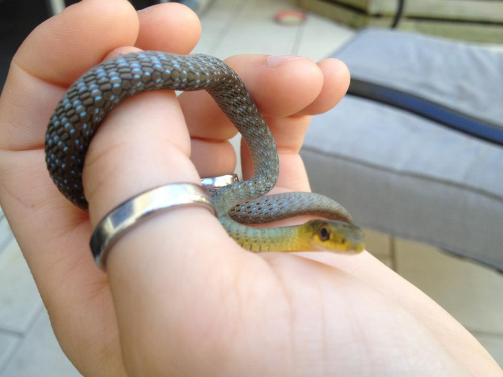 Girl With New Baby Green Tree Snake Aussie Pythons And Snakes